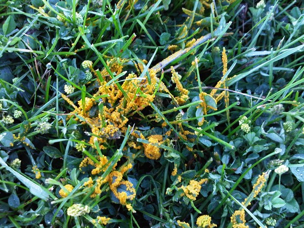 Slime Mold on Lawn